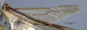 Media type: image;   Entomology 609477 Aspect: hind wing